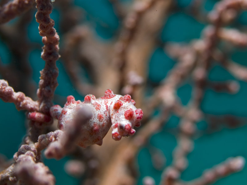 Seaventures House Reef, Pygmy Seahorse